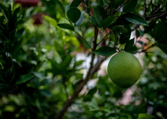 Apartamento Banic Rab *