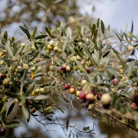 Banic Rab 公寓 Banjol